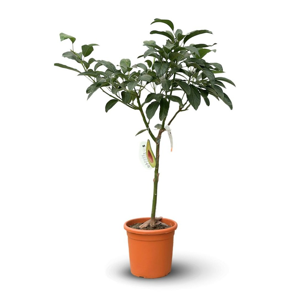 Avocatier - persea americana - arbre fruitier - ↕ 110-120 cm - ⌀ 24 cm