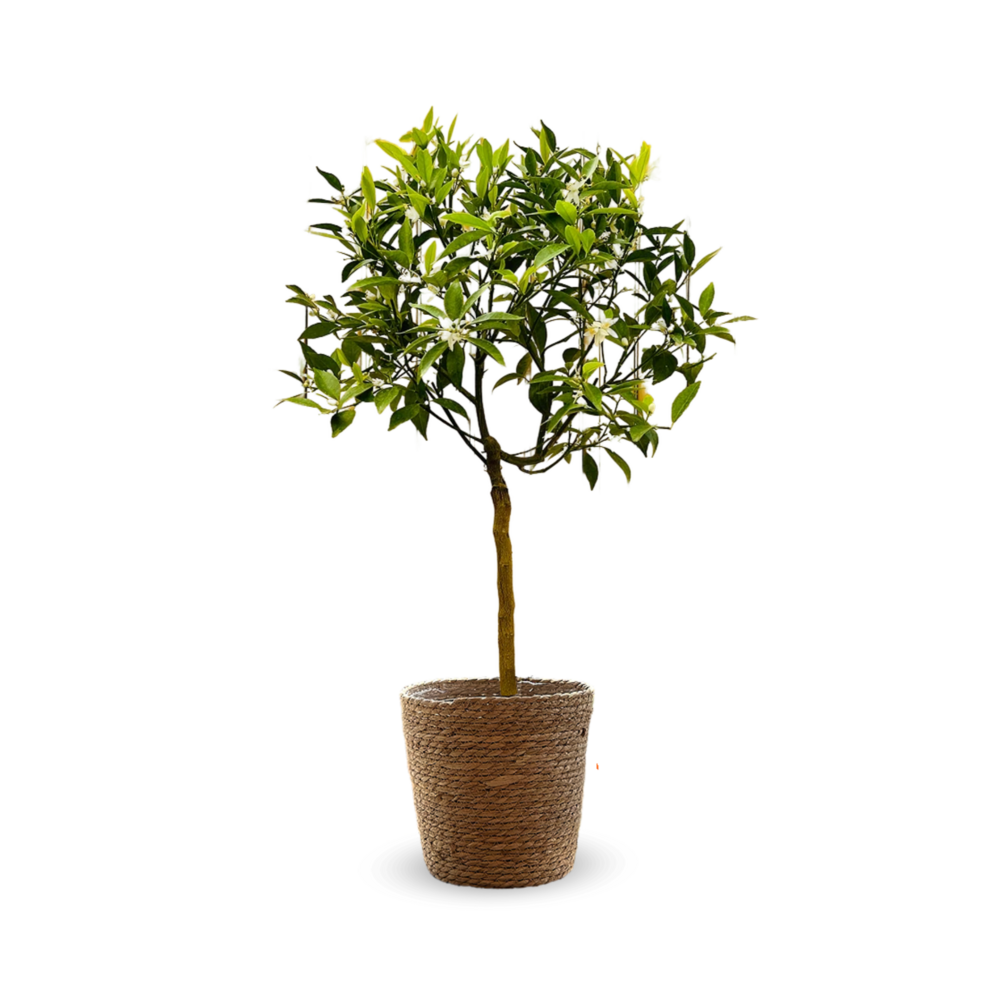 Mandarinier avec panier en jonc de mer - agrume méditerranéen - arbre fruitier - ↕ 75-85 cm - ⌀ 22 cm