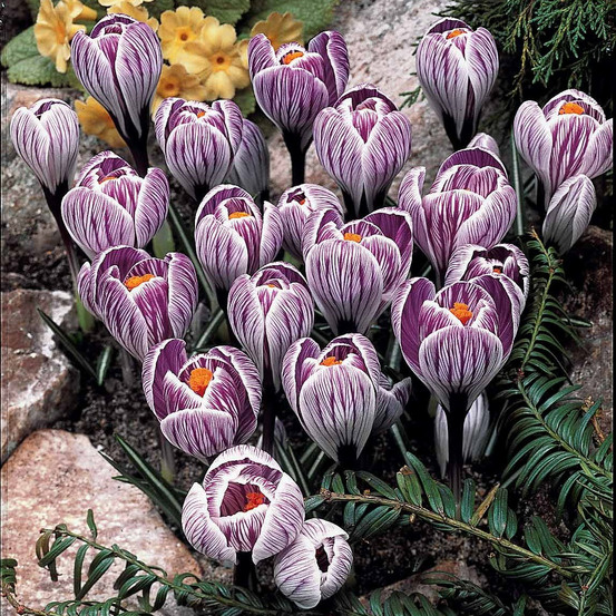 15 crocus pick wick - le sachet de 15 bulbes / circonférence 7-8cm, vendu par lot de 4