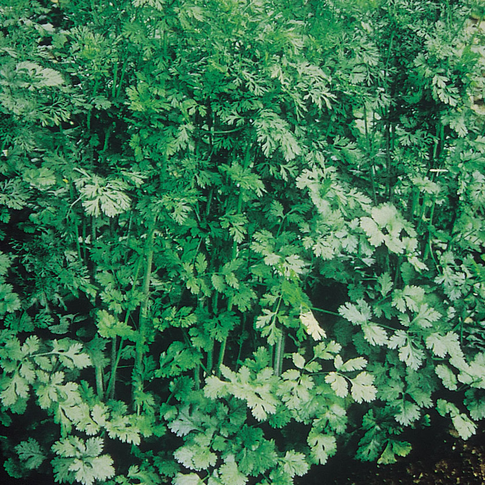 Coriandre 'eagle' mini-motte ø 1,5/2,5 cm, livré en hauteur de 5 à 10 cm (par 5)