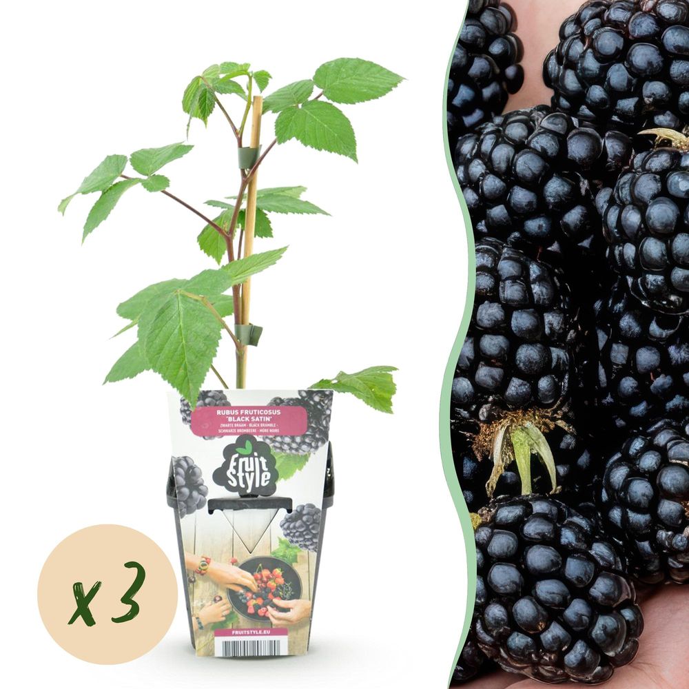 Mûre - lot de 3 - pot 9 cm - hauteur 35 cm