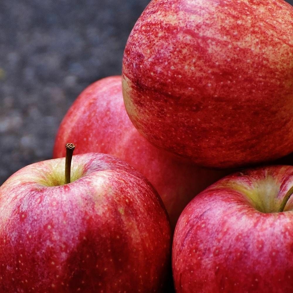 Pommier delbard celeste® 'deltana' pot de 15l - 1/2 tige