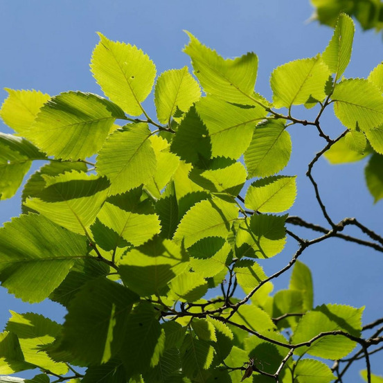 Orme lutece® 'nanguen' pot de 15l - tige 14/16 - haut. 150/175 cm