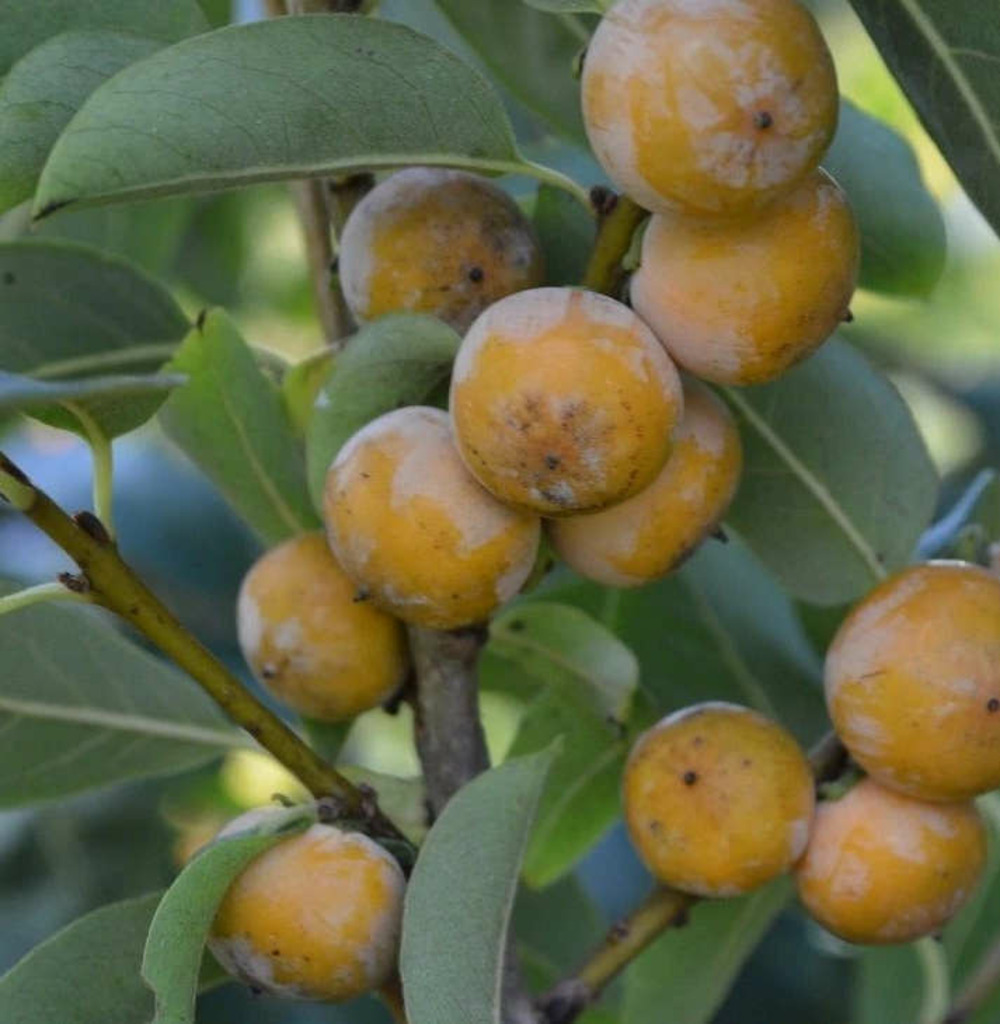 Diospyros lotus (plaqueminier d'italie, plaqueminier lotier, prunier-dattier)- pot de 3 litres - 30/40cm