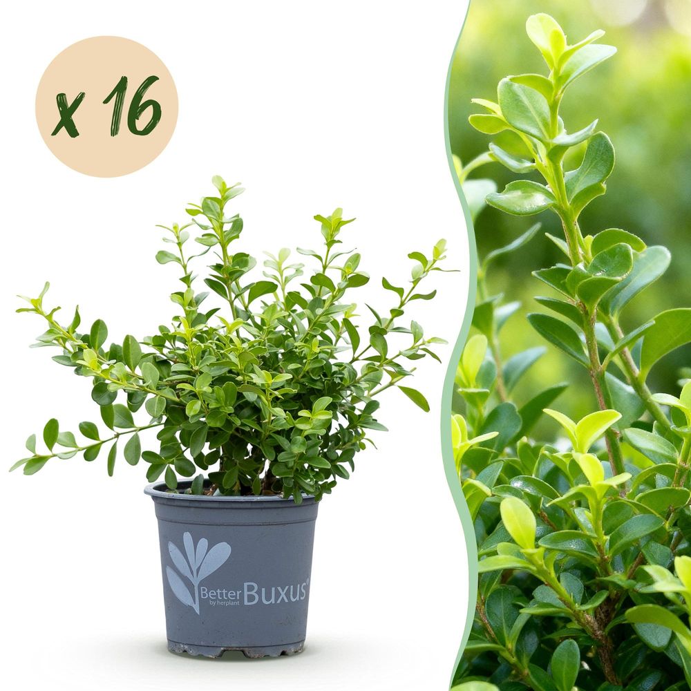 Buis babylon beauty - lot de 12 - pot 13 cm - plante d'extérieur