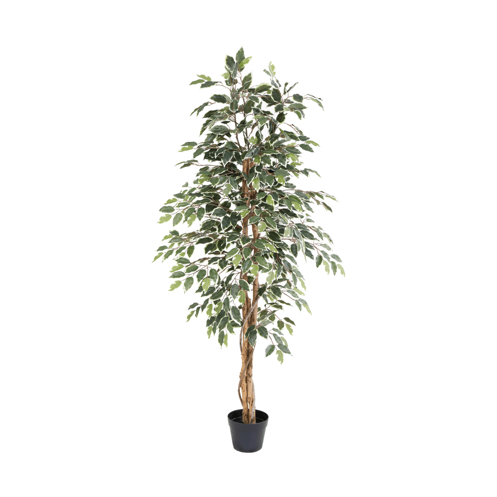 Ficus benjamina variegata - 160cm - ø18cm - plante artificielle