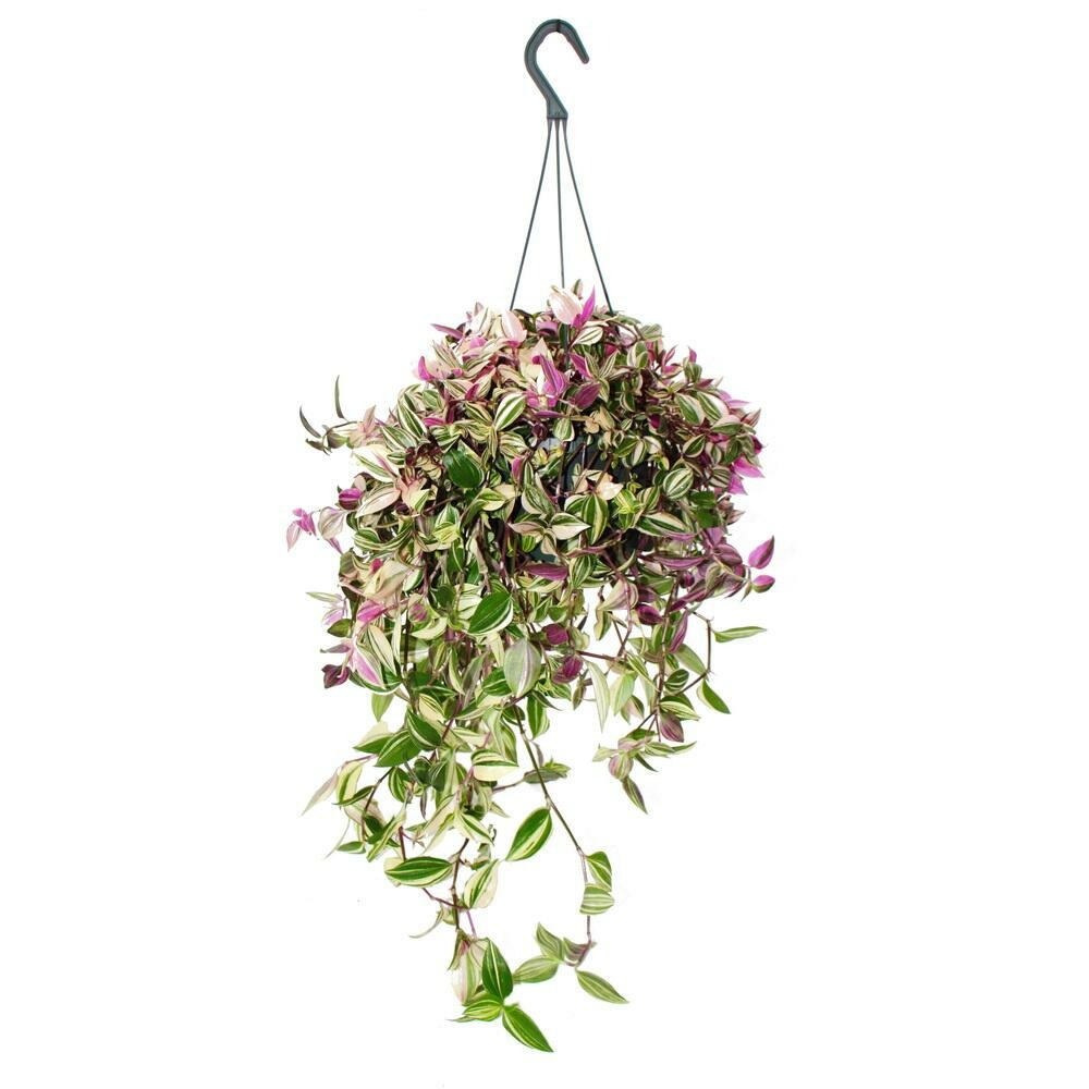 Plante d'intérieur à suspendre - tradescantia quadricolor - fleur de trois couleurs - herbe zébrée - ampoule de 17cm