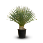 Yucca rostrata - plante méditerranéenne - ↕ 70-80 cm - ⌀ 22 cm - plante d'extérieur