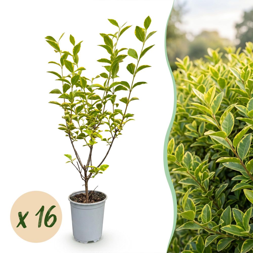 Kit haie troène doré aureum - 16 plants - h 35-45 cm, pot ø9 cm