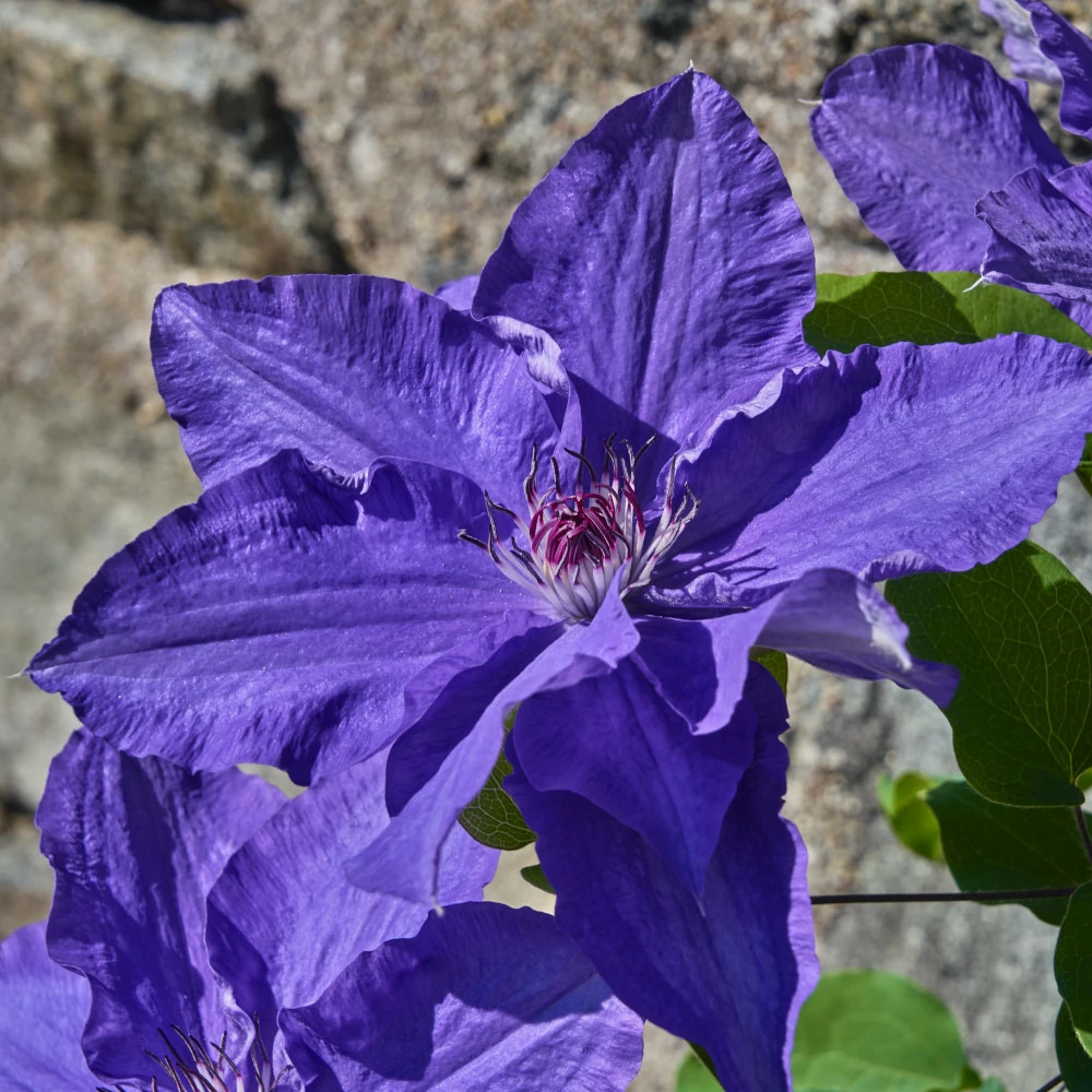 Clématite lindsay™ 'evigsy152' pot de 1,5l - tuteur bambou 30/60 cm