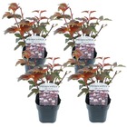 Physocarpus 'dame en rouge' - set de 4 - physocarpe - ⌀17cm - hauteur 30-40cm