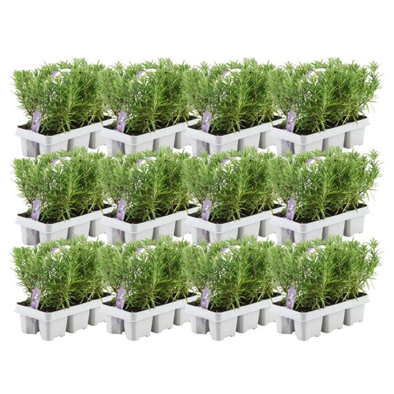 Romarin - 12 packs de 6