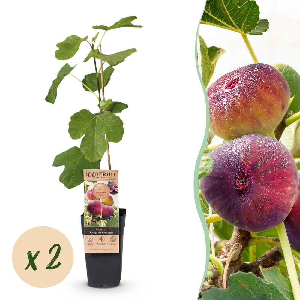 Figuier 'bordeaux' - pot 15 cm - hauteur 50 cm