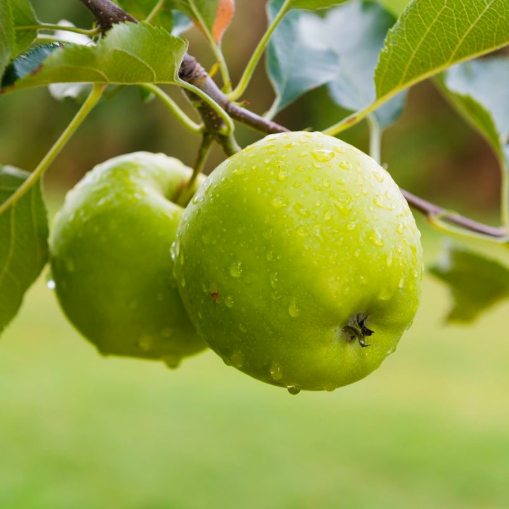 Pommier Granny Smith