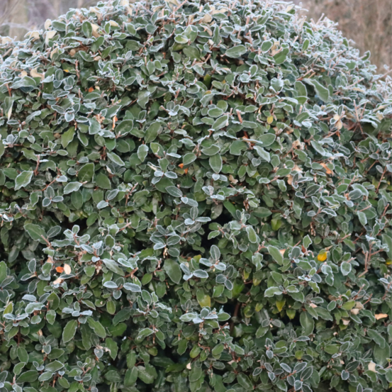 Chalef compact - elaeagnus ebbingei compacta 60cm en pot