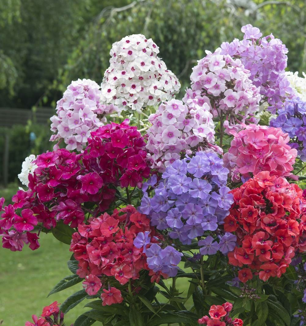 Phlox paniculata plante vivace - blanc oeil rouge 3 godets
