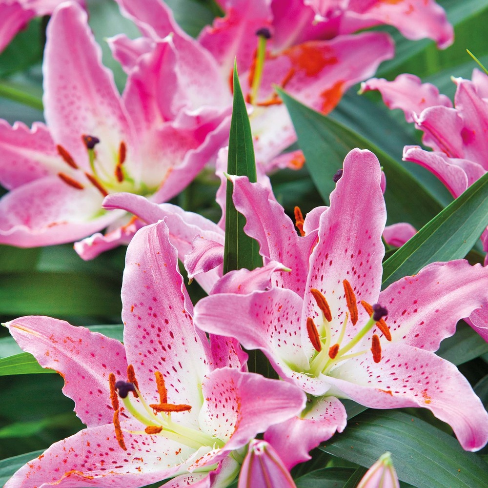 Lis 'josephine' bulbe calibre 16/18 (par 3)