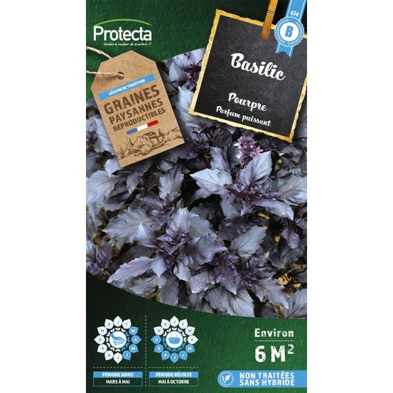 Graines paysannes - basilic pourpre opal