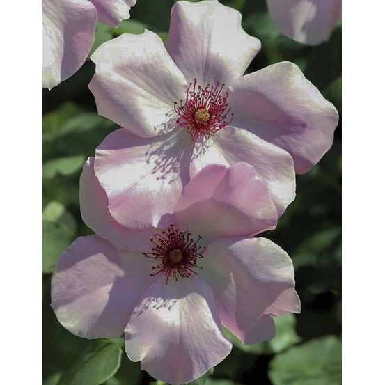 Rosier 'dainty bess' pot de 4l/5l