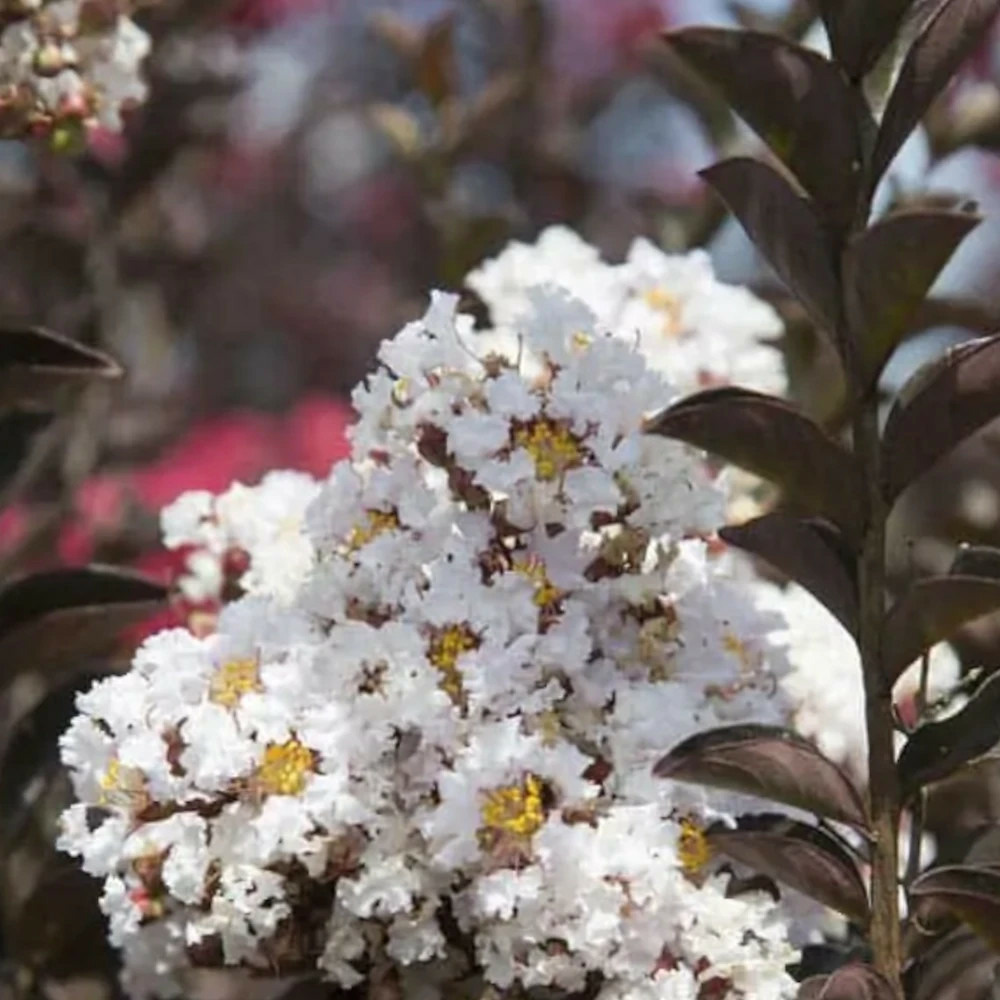 Lilas des indes delta moonlight™ 'delea', lagerstroemia pot de 4l - 40/60 cm