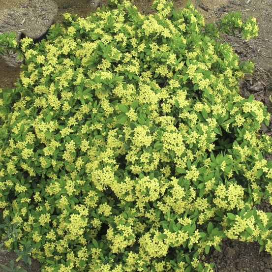 Bois-joli 'royal crown' pot de 2l/3l