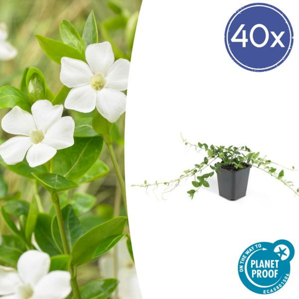 Petite pervenche 'alba' x40 – entre 2,5 et 3,33m2