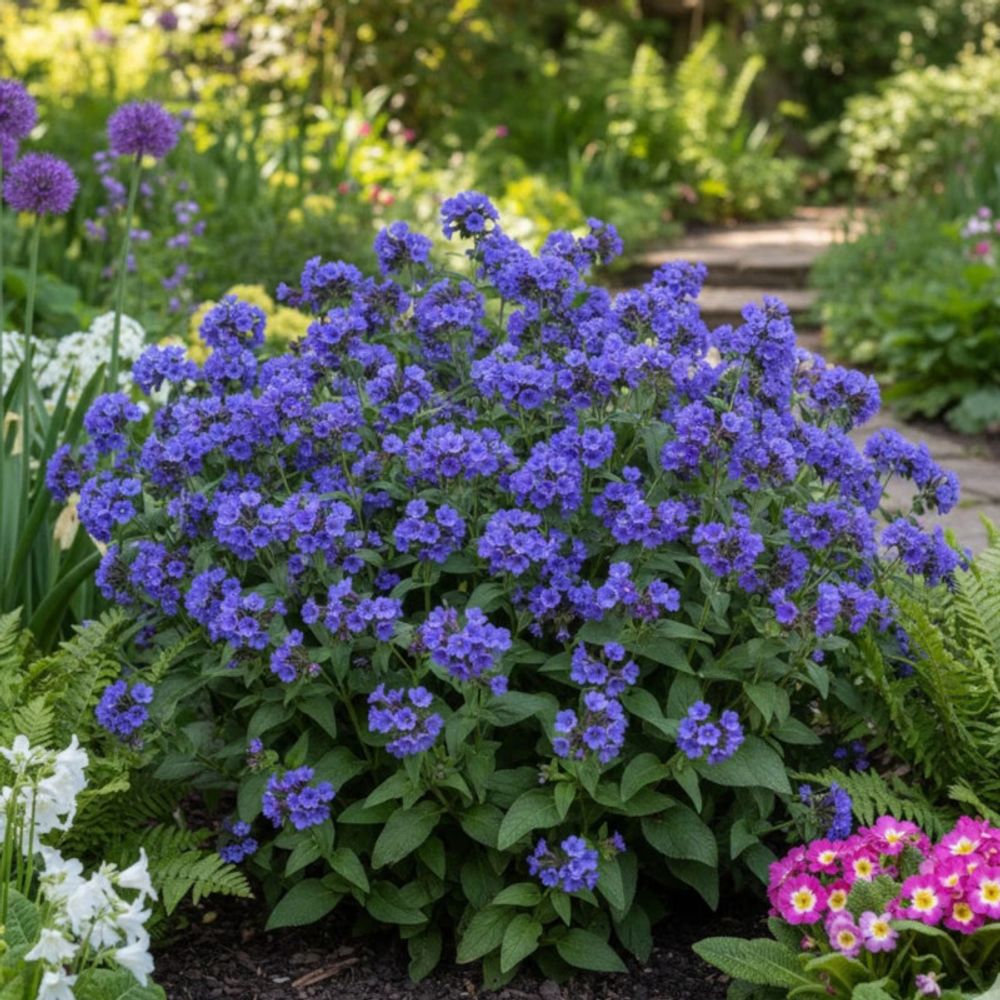 Pulmonaire blue ensign lot de 3 godets