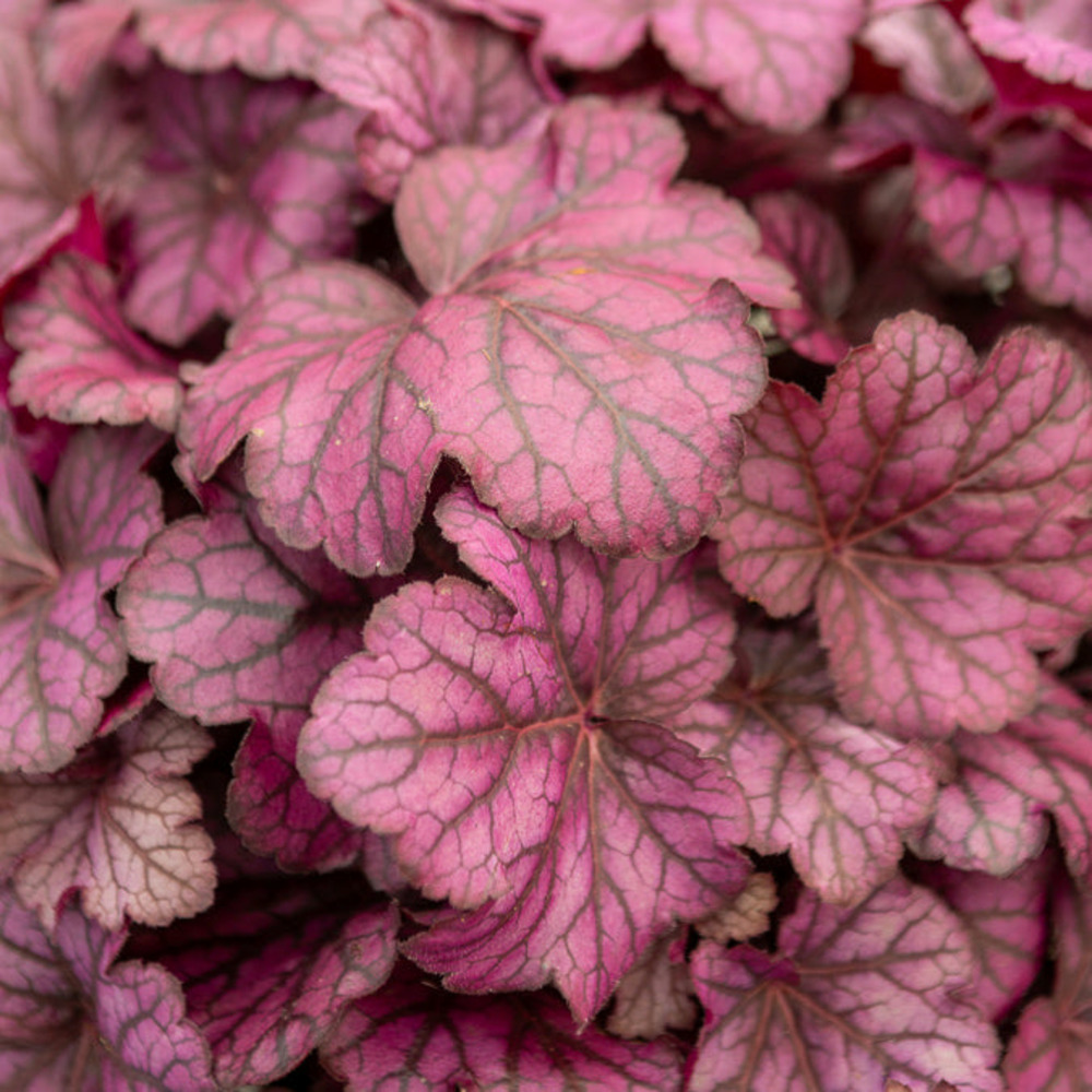 Heuchère wild rose - le pot / ø 9cm