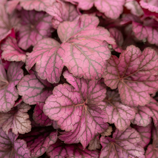 Heuchère wild rose - le pot / ø 9cm
