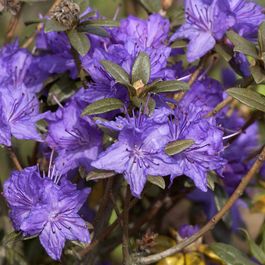 2l Pot Rhododendron Rhododendron russatum lauretta - rhododendron nain pot de 2l/3l | Truffaut