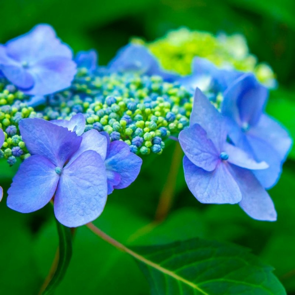 Hortensia à bonnet de dentelle 'blue bird' (hydrangea serrata)