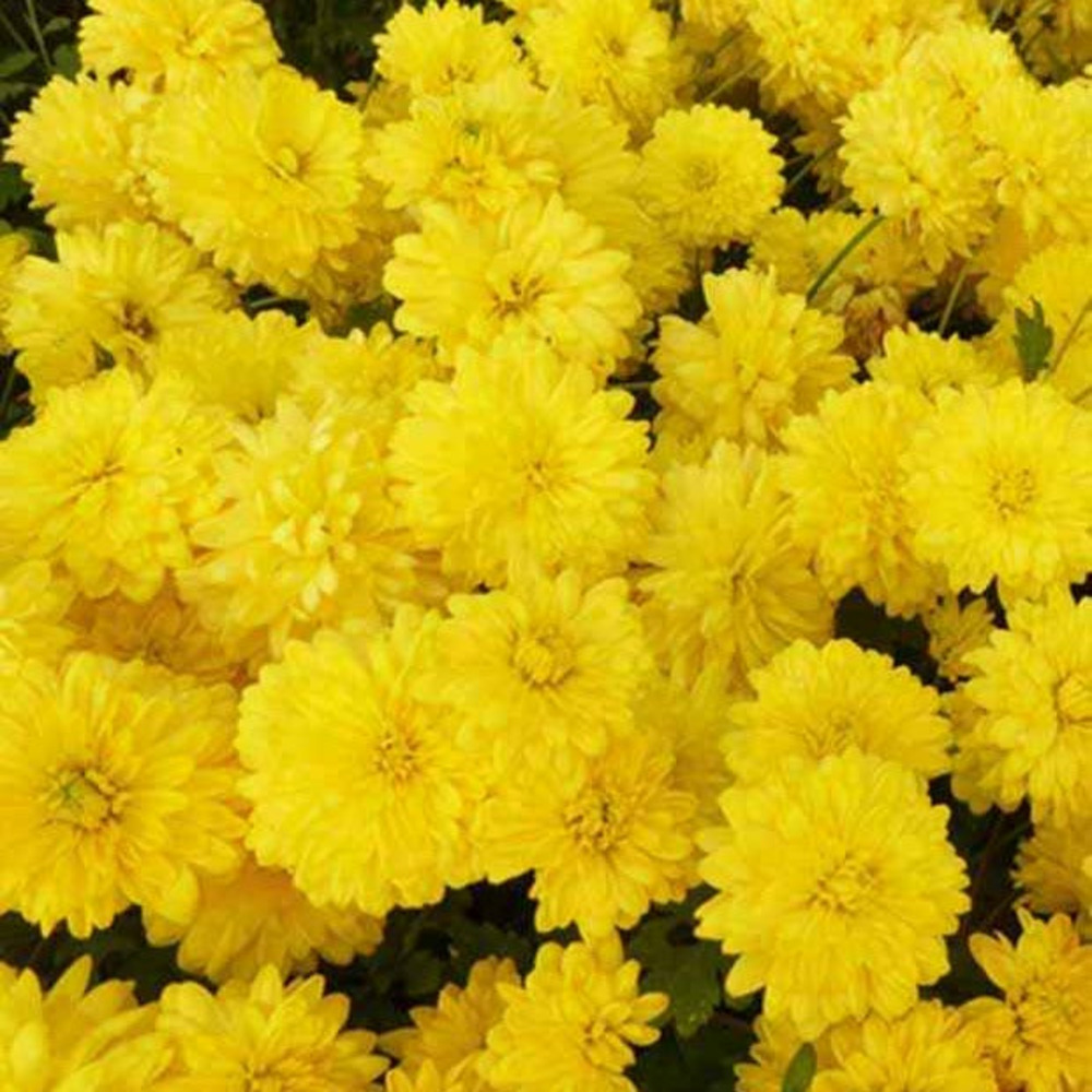 Chrysanthème des jardins citronella - le pot / ø 9cm
