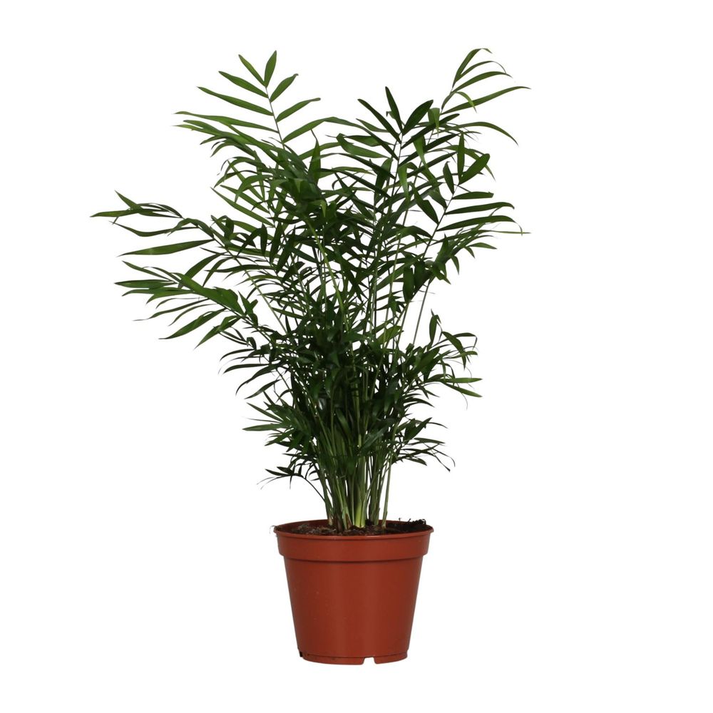 Chamaedorea elegans - ø17cm - ↕55cm - plantes d'intérieur