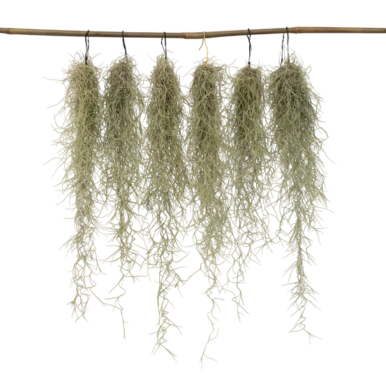 Plante aérienne - set de 6 - tillandsia usneoides - hauteur 25-40cm - ⌀5cm