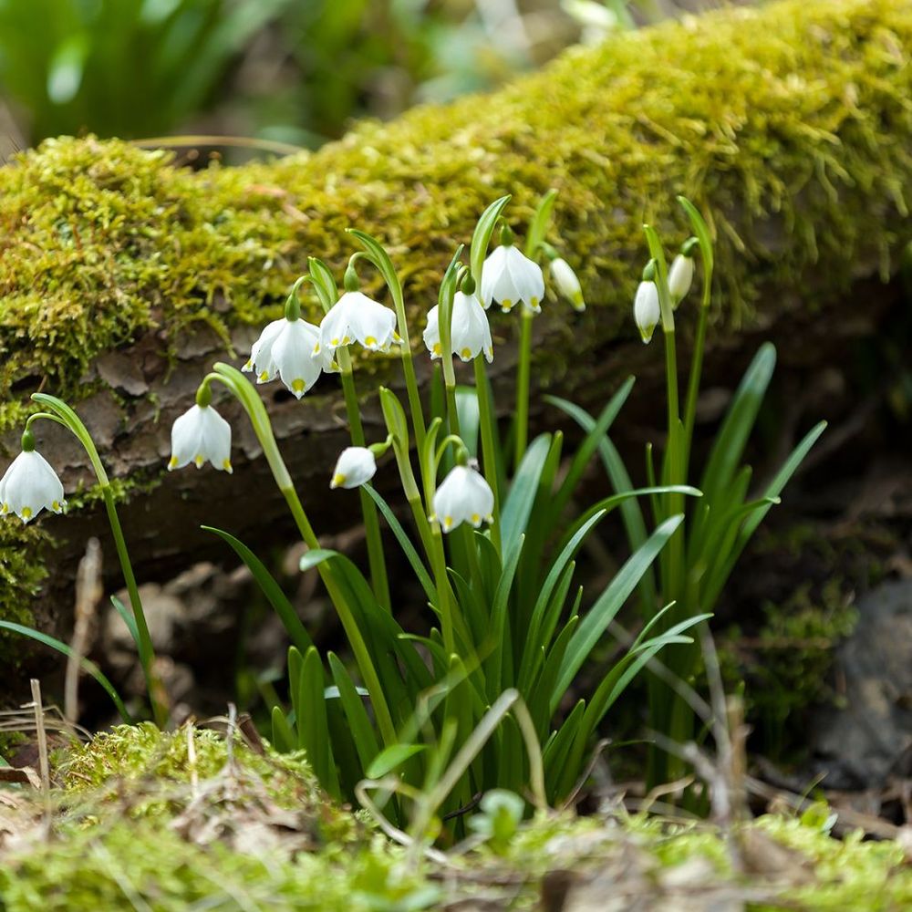 Nivéole de printemps bulbe calibre 7+ (par 5)
