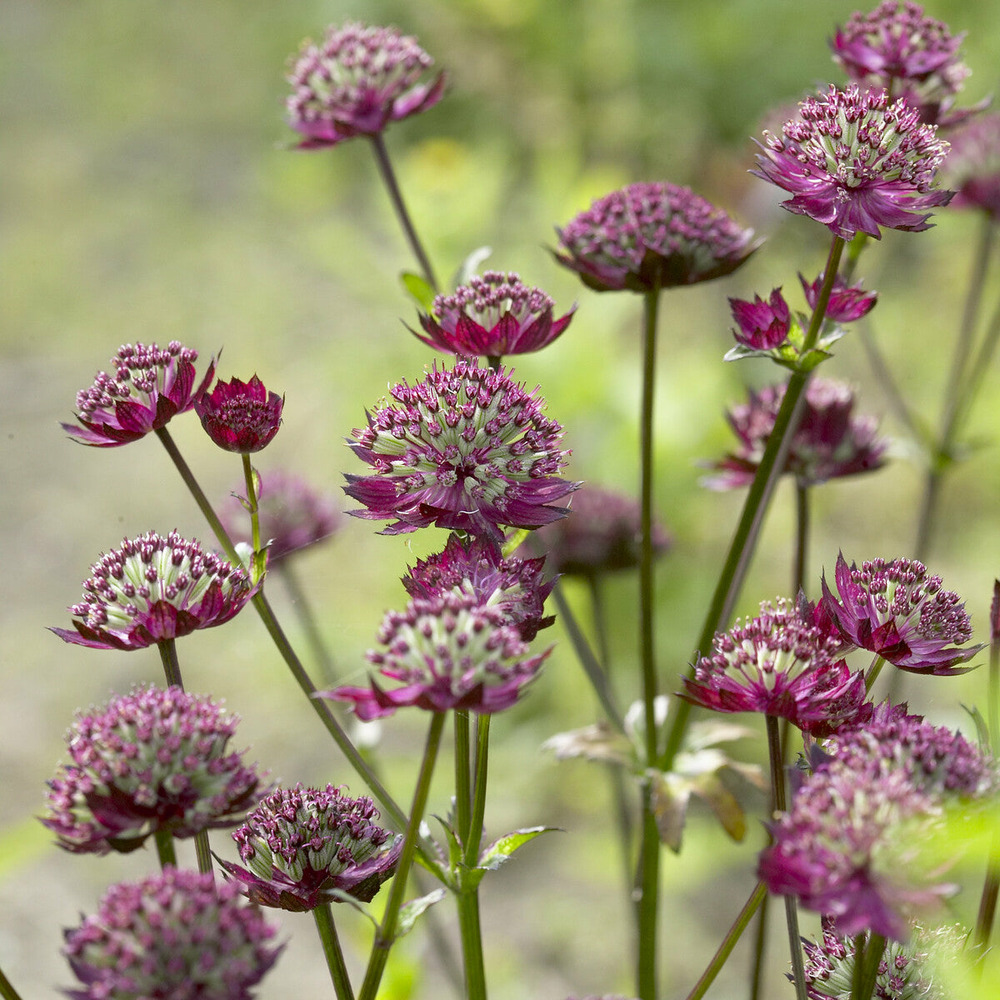 Grande astrance moulin rouge - le pot / ø 9cm