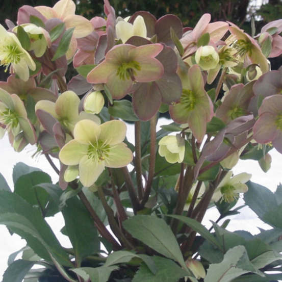 Hellébore candy love lot de 3 godets