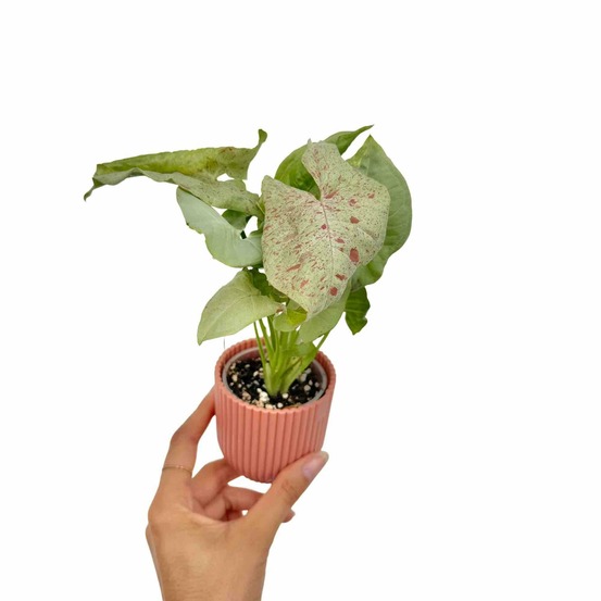 Syngonium confetti - pot de 6cm