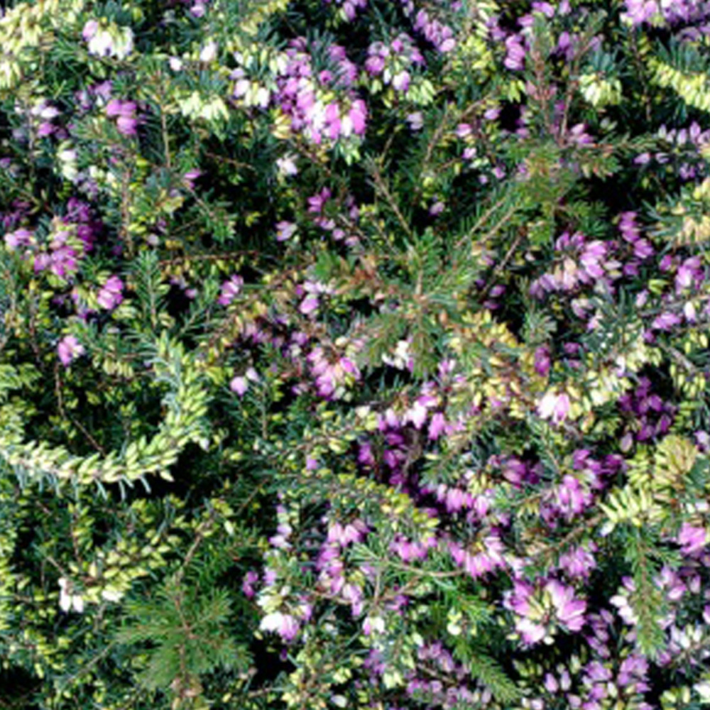 2 x bruyère des neiges rouge - erica carnea rood - 15-20 cm pot