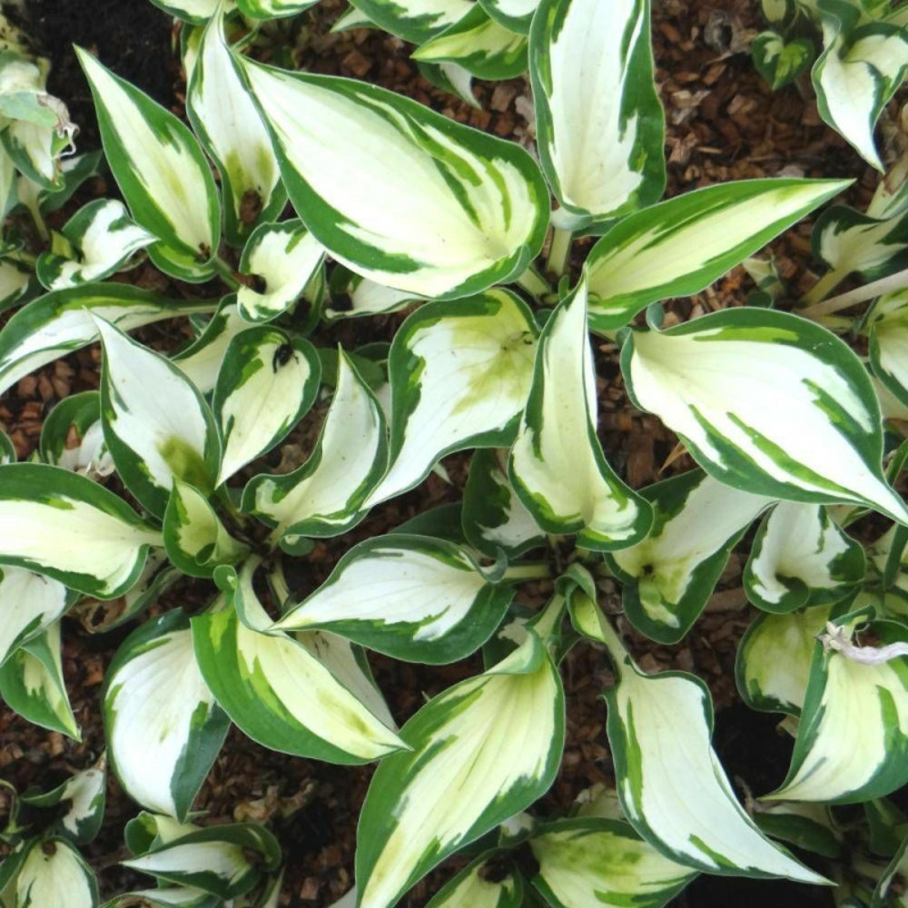Hosta fire and ice godet - 5/20 cm
