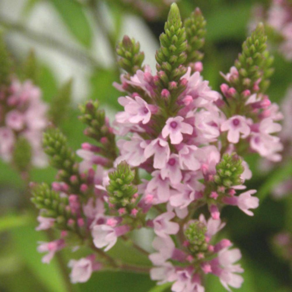 Verveine hastée pink spires godet - 5/20 cm