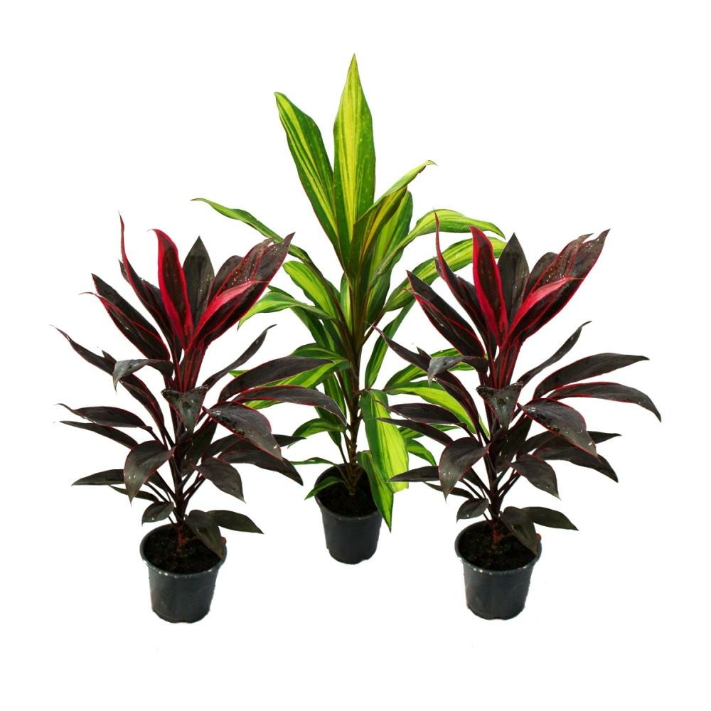 Lot de 3 cordyline fruticosa, lys club 12cm pot