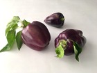 Sachet de graines de piment poivron purple bell - sachet de 0,5 grammes - petite entreprise française - made in france
