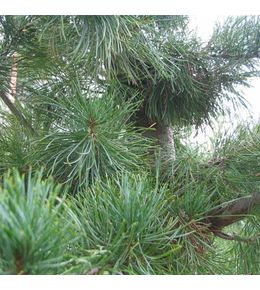 Pin blanc des japonais 'glauca' pot de 4l/5l