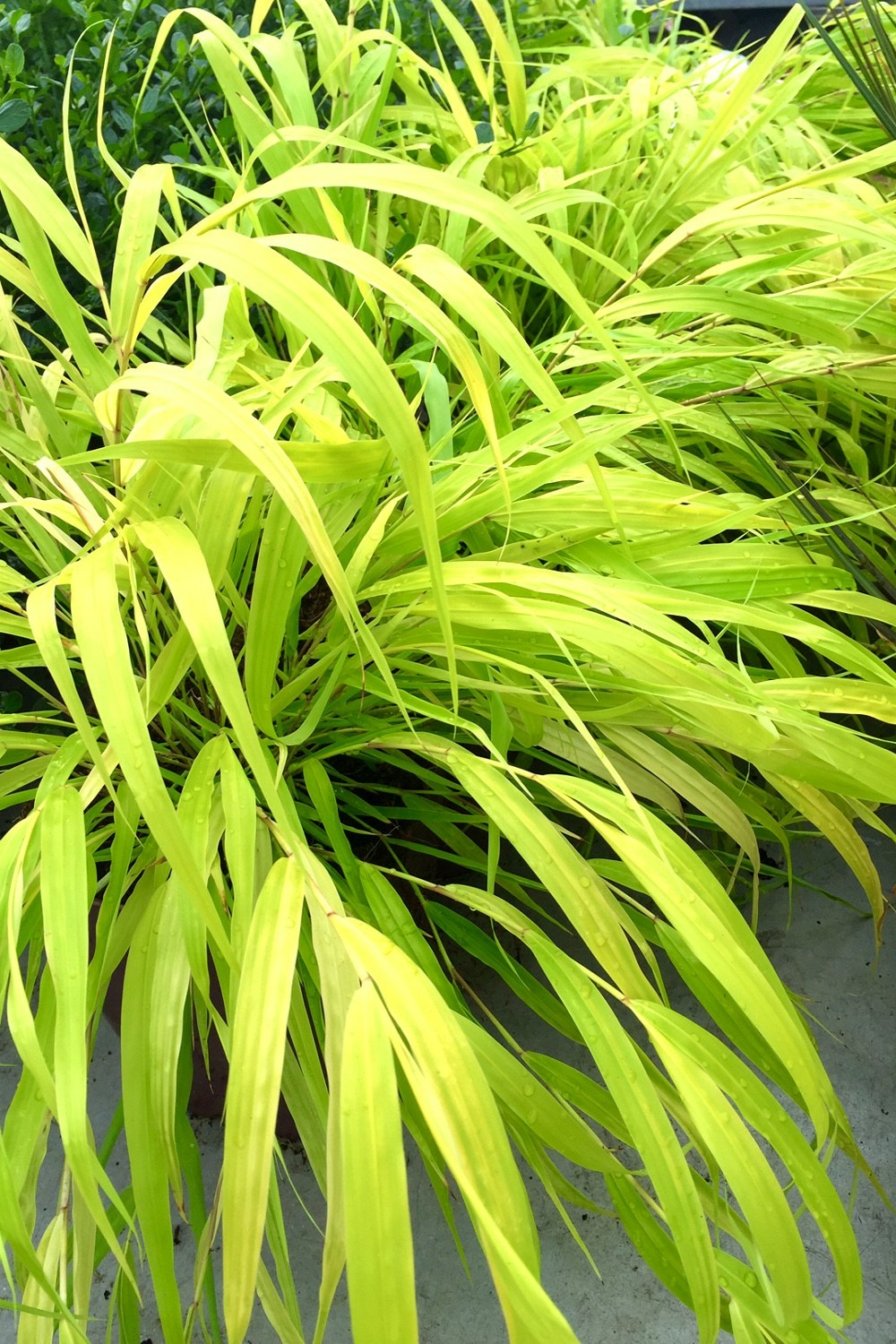 Hakonechloa 'all gold' - en pot de 1,3 litres