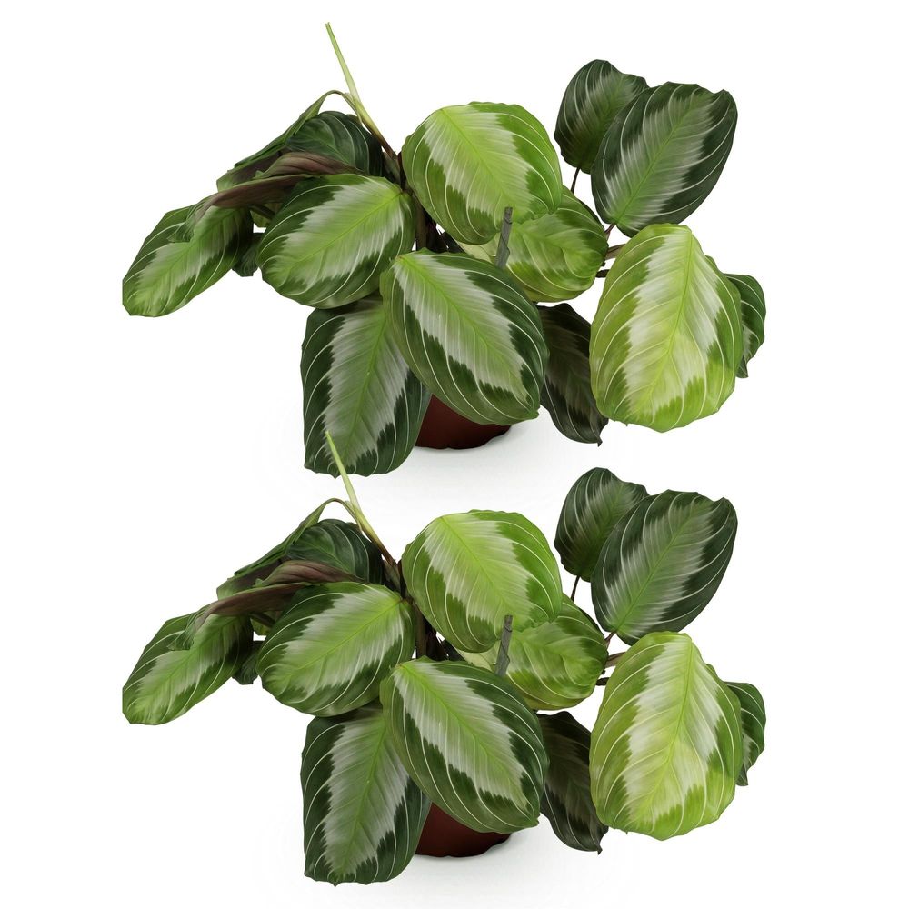 Maranta fascinator silverband - pet-friendly - pot de 12cm - hauteur 25-35cm