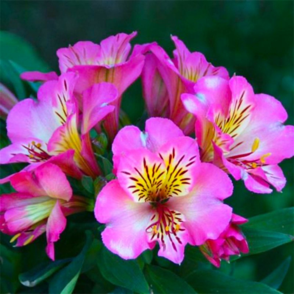 2 AlstroemÃšres 'Charles' (Alstroemeria 'ChâŠ