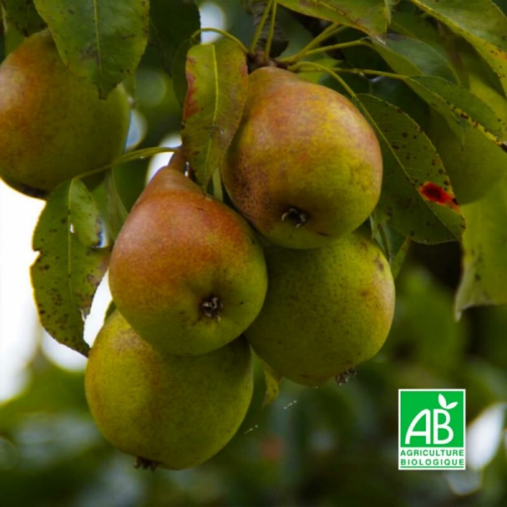 Poirier 'williams' bio (pyrus communis 'williams')