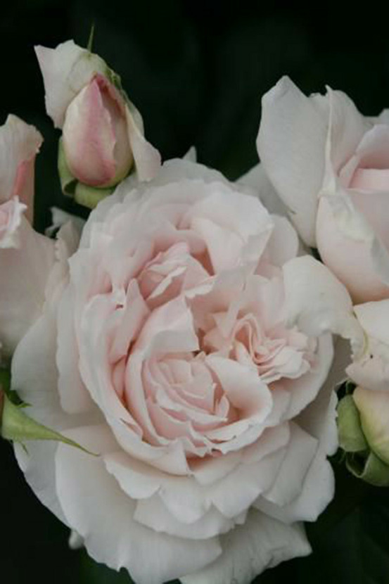 Rosier parfuma 'la belle ferroniere' ? - en pot de 4 litres