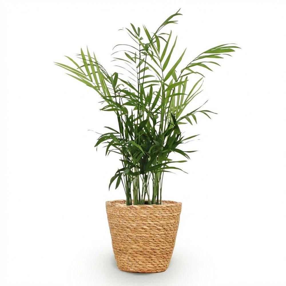 Chamaedorea elegans - pet-friendly - pot de 12cm - hauteur 15cm